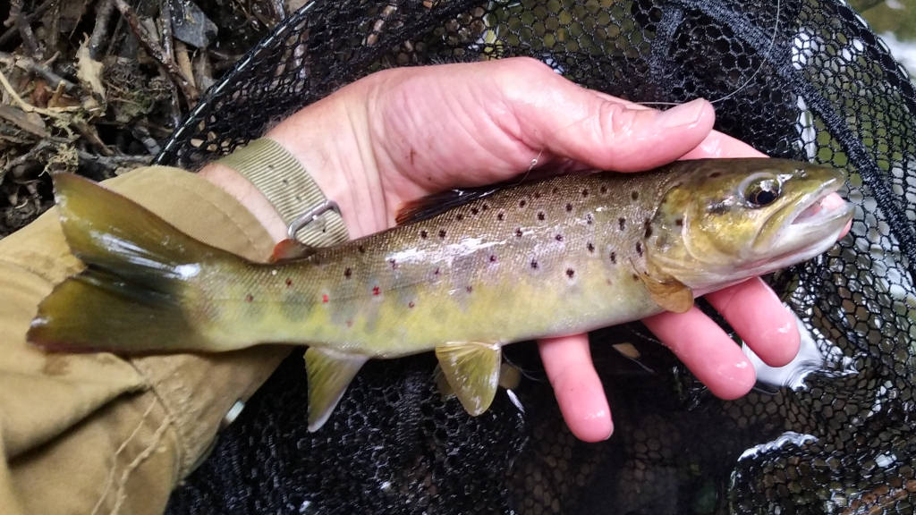 Photo of a trout from Janets Hut pool